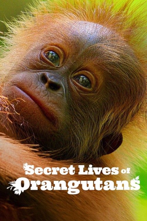 poster of Secret Lives of Orangutans (2024) Hindi Dubbed